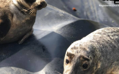 What’s happening at Seal Rescue?