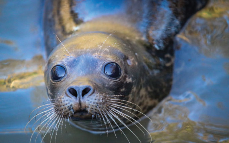 Seal Rescue Ireland and Salesforce Partner to Plant 20,000 Trees