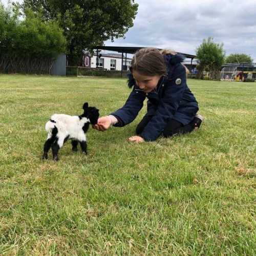 All the fun of a visit to Kia Ora Mini Farm by Michael O’Callaghan