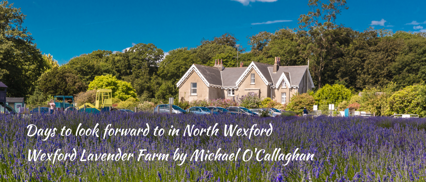 summer in wexford  - wexford lavender farm love gorey