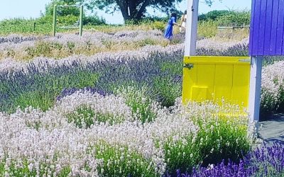 A Visit to Wexford Lavender Farm By Michael O’Callaghan