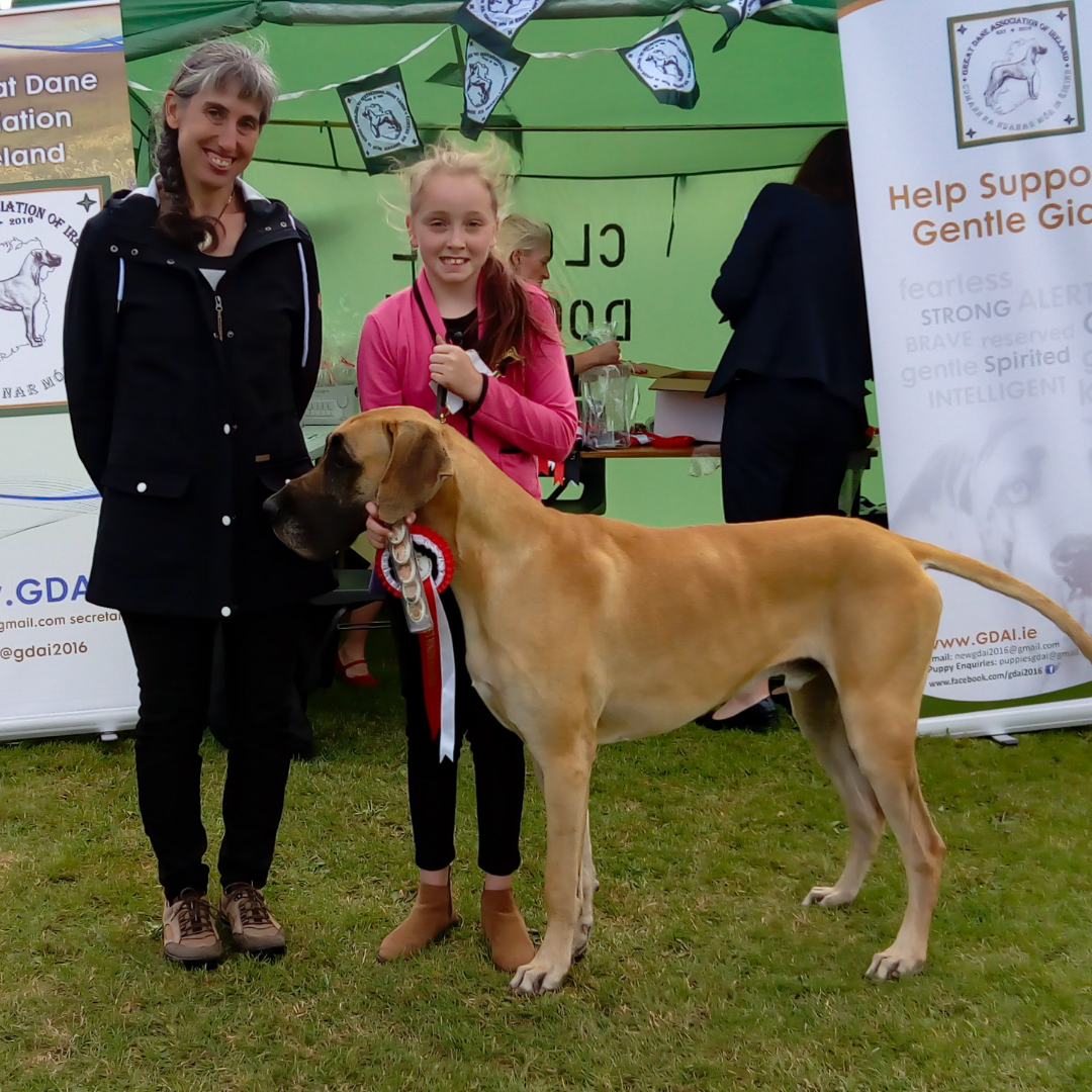 the great dane show at wells house and gardens