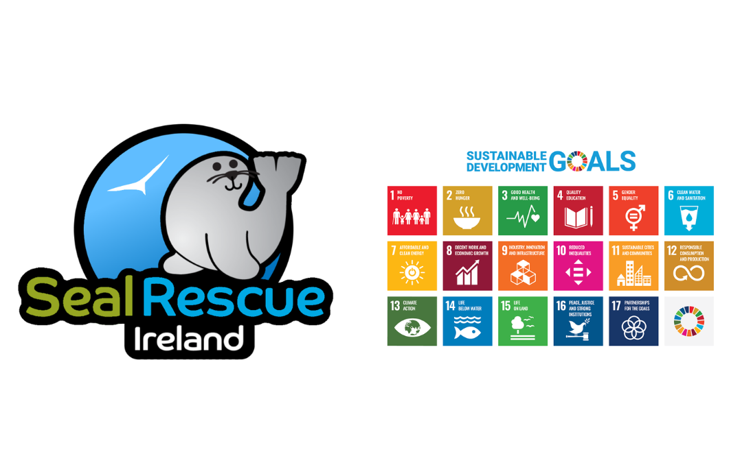 “Healthy Seals, Healthy Seas”! World Environmental Health Day with Seal Rescue Ireland