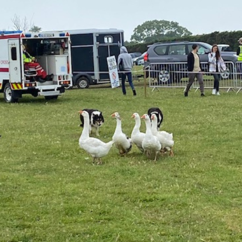 Gorey Agricultural Show 2023 2