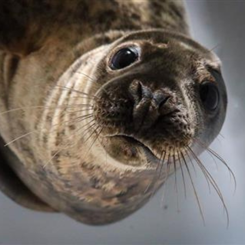 Seal Rescue Ireland Tour Fun in North Wexford